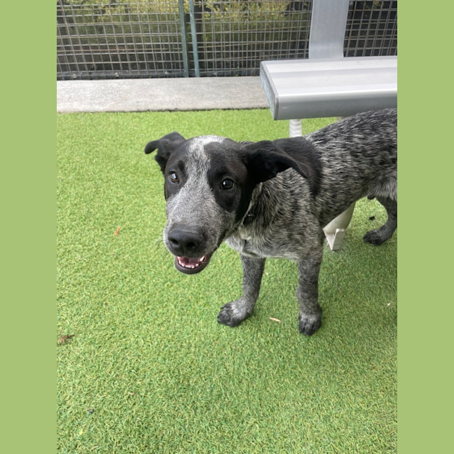 Photo of D1216 Panda