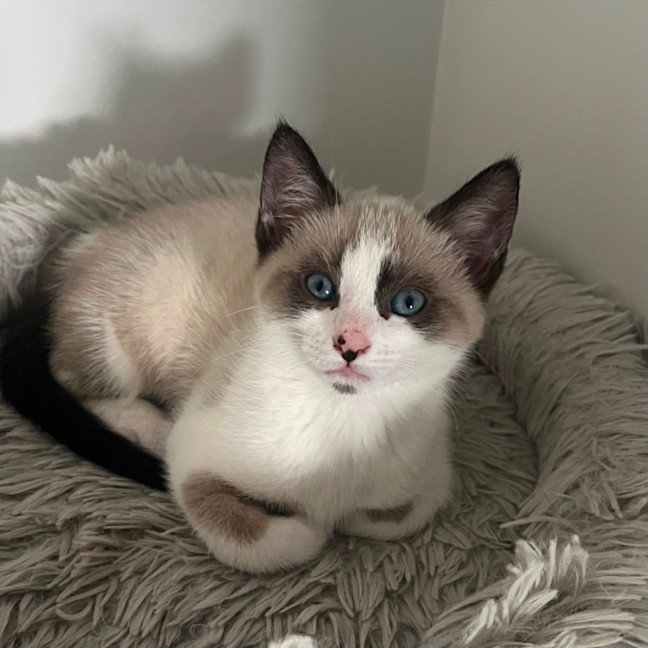 Photo of Possum 🩵🐟