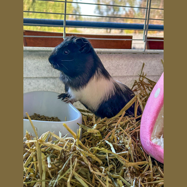 Photo of Sadie