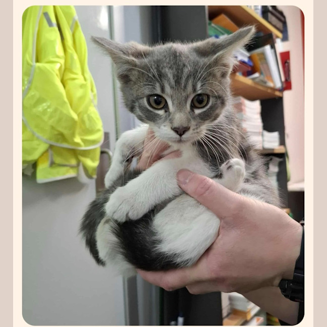 Photo of Harry* 9 Lives Project Rescue*