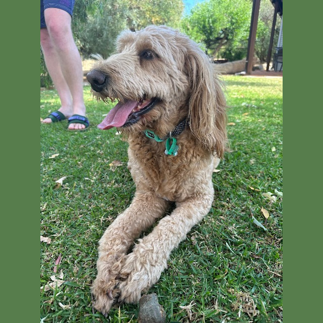 Photo of Ziggy