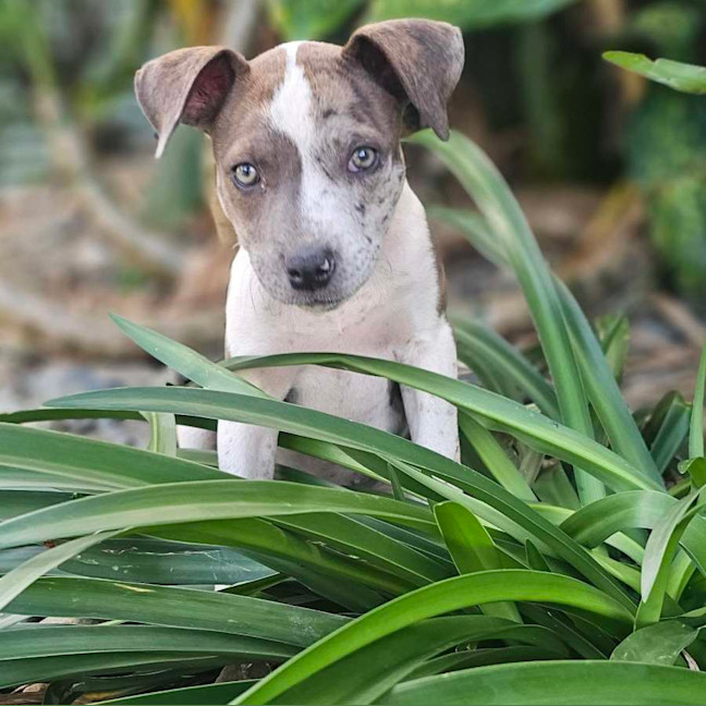 Photo of Shadeau