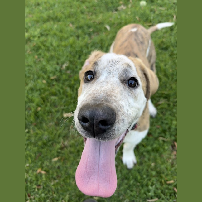 Photo of Bondi