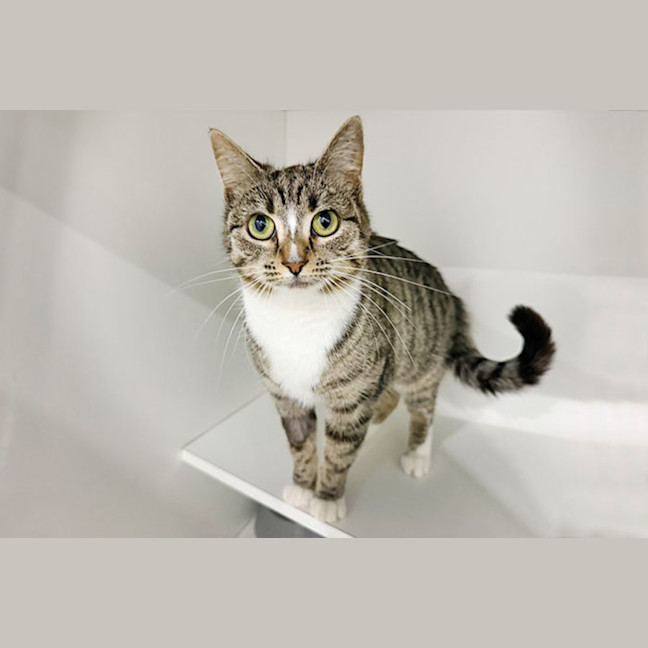 Photo of Meringue