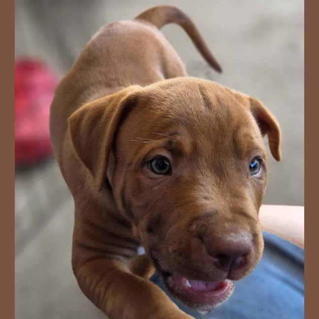 Photo of Rex