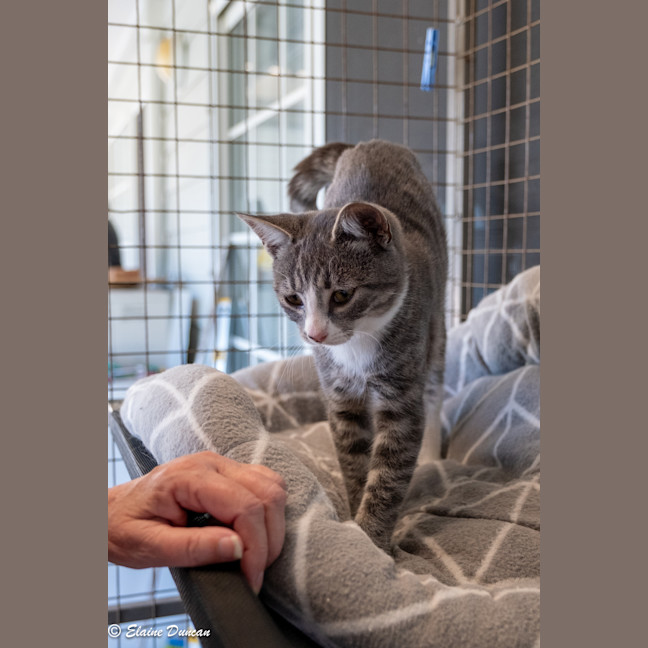 Photo of Mowgli