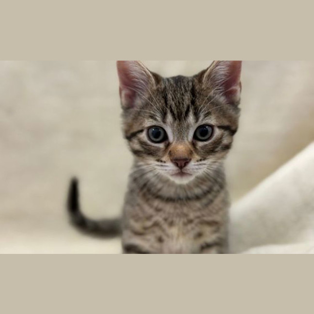 Photo of Burrito