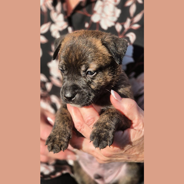 Photo of Snickers