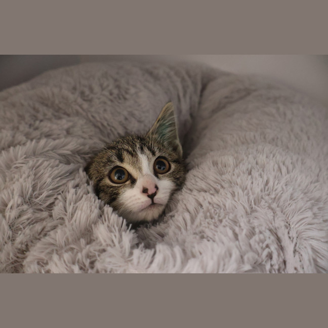 Photo of Daisy