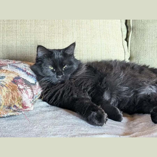 Photo of Percy *9 Lives Project Rescue*