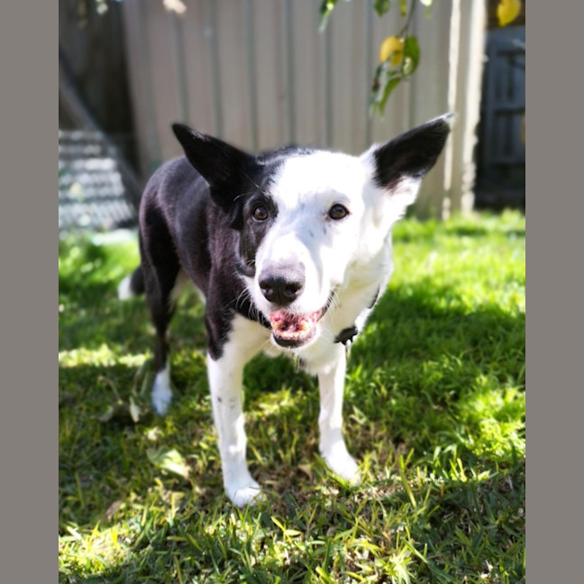 Photo of Izzy
