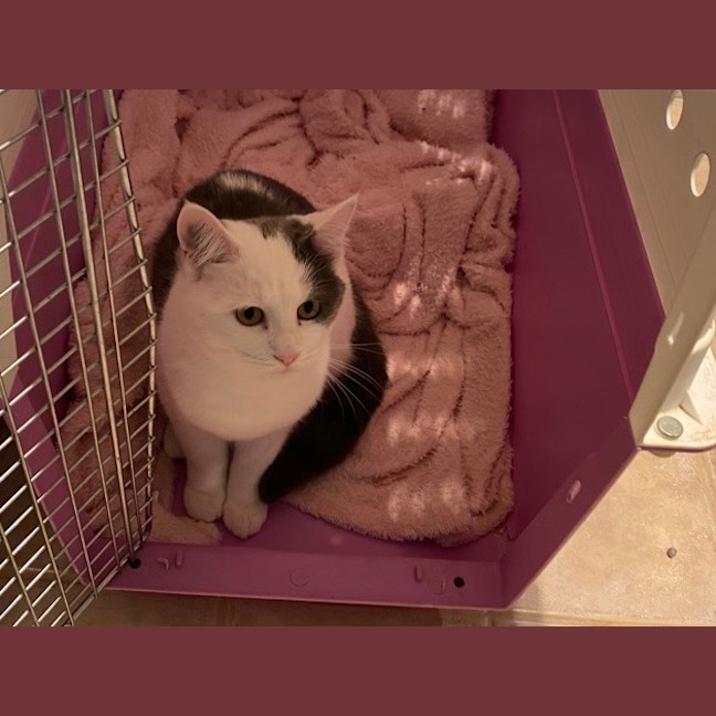 Photo of Snowy