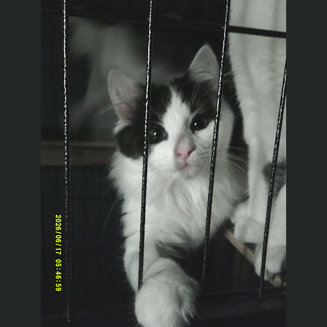 Photo of Munchkin Barclay