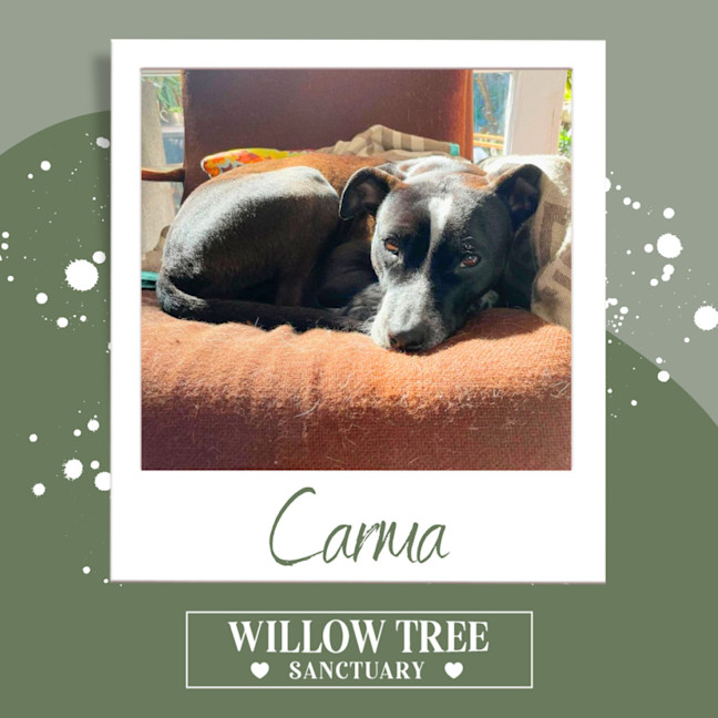 Photo of Carma