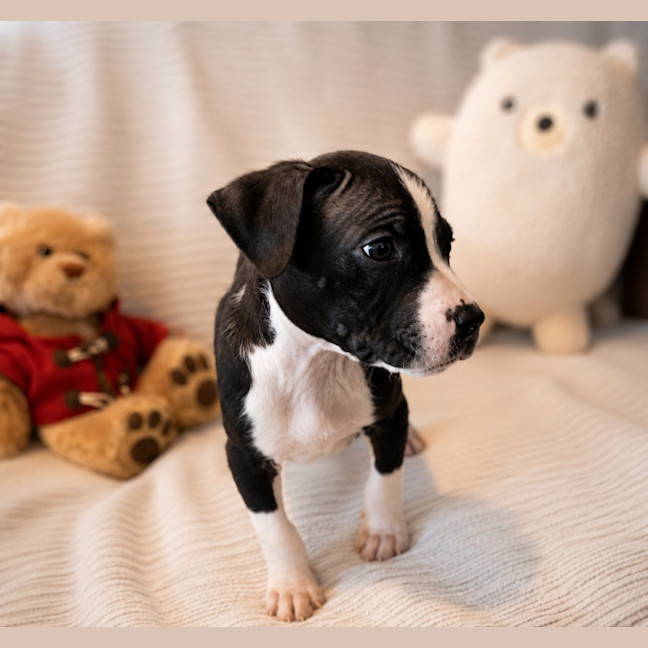 Photo of Tommy
