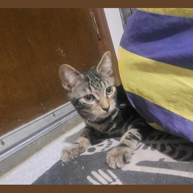 Photo of Judge 💙*9 Lives Project Rescue*