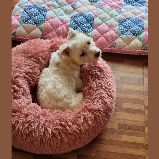 Photo of Pirate 🏴Shih Tzu, 9yo (Adopted 5/8/24)