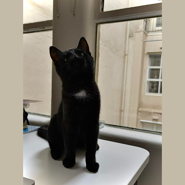 Photo of Poppy