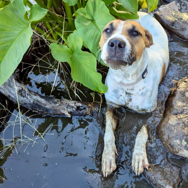 Photo of Patch
