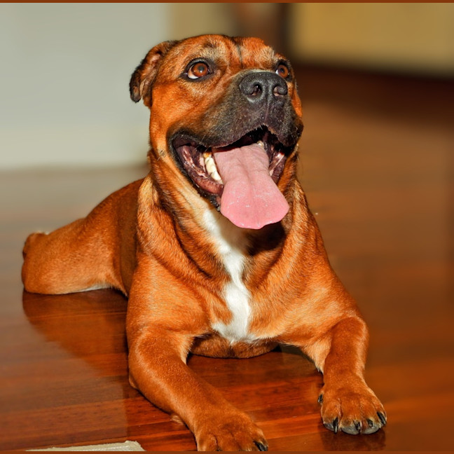 Photo of Princess (Prinny)