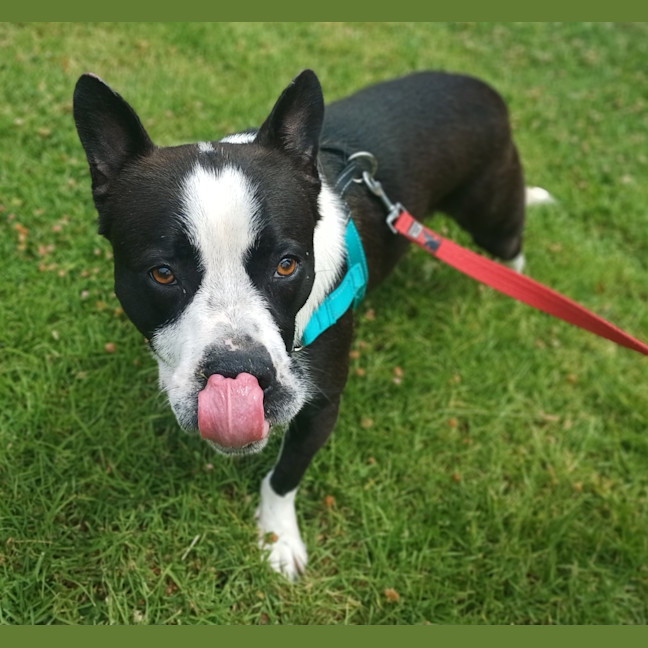 Photo of Chase