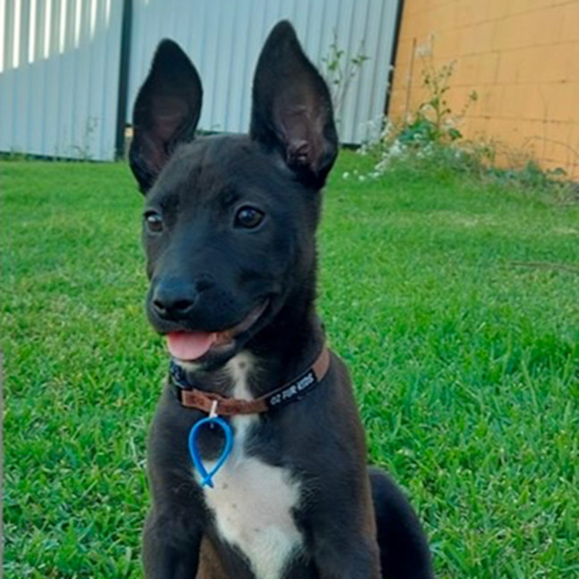 Photo of Loretta *$350 Adoption Fee*