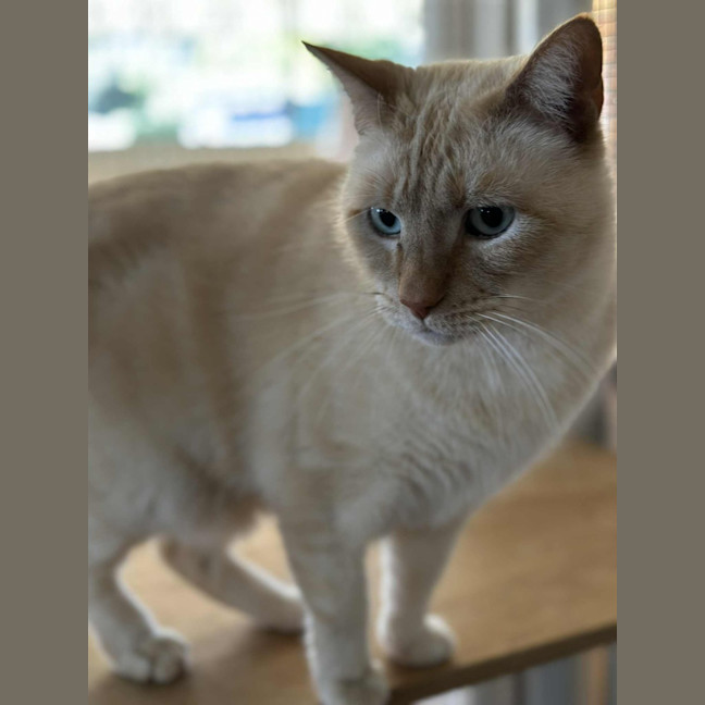 Photo of Jessie James