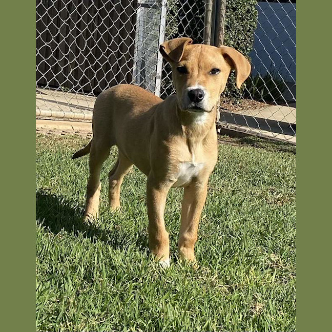 Photo of Bailey