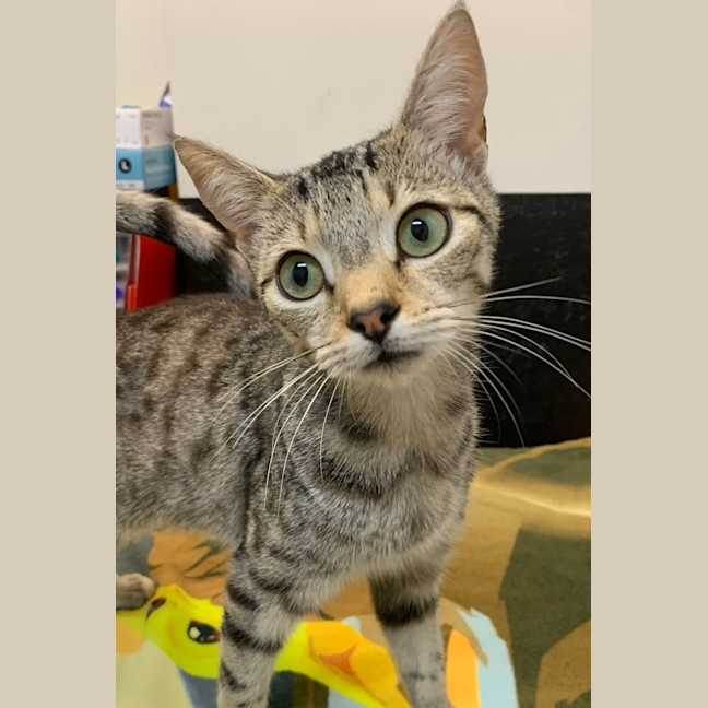 Photo of Scooter