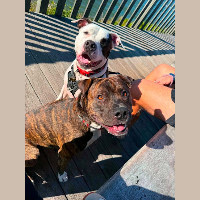Photo of Rocco