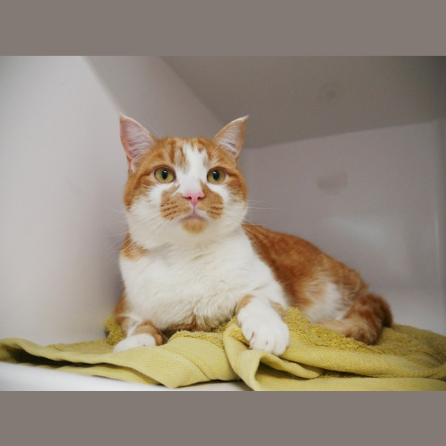 Photo of Marmalade Rsuk013607