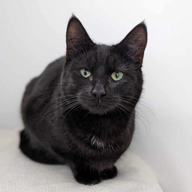 Photo of Desdemona Salem   Located In Preston