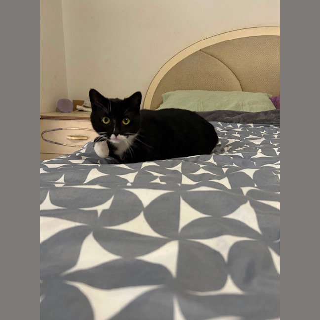 Photo of Cookie