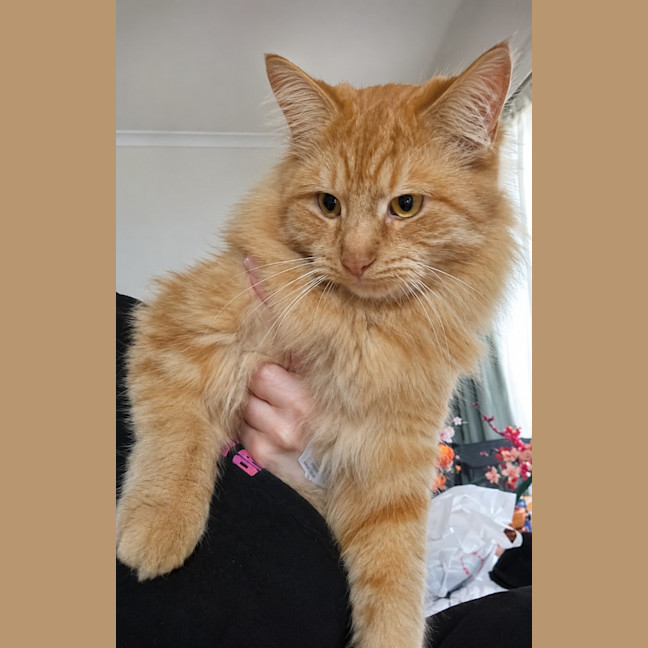 Photo of Teddy 🧡