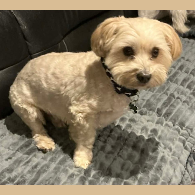 Photo of Toto