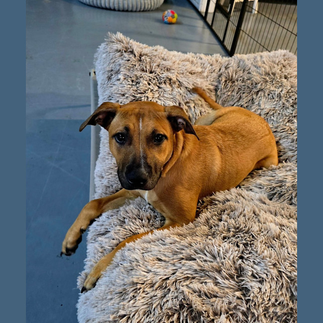 Photo of Maple