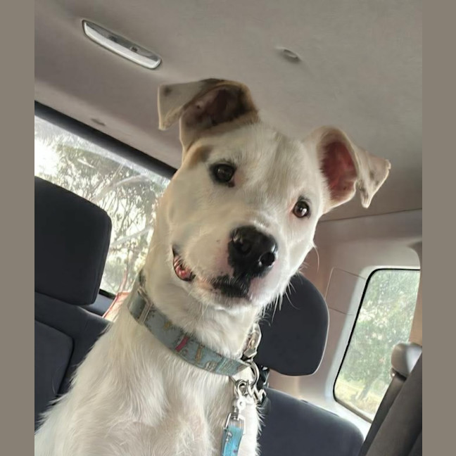 Photo of Arlo