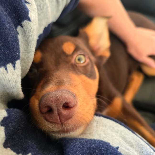 Photo of Baguette