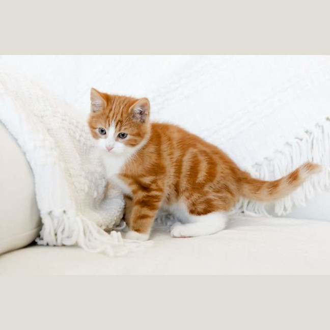Photo of Fig