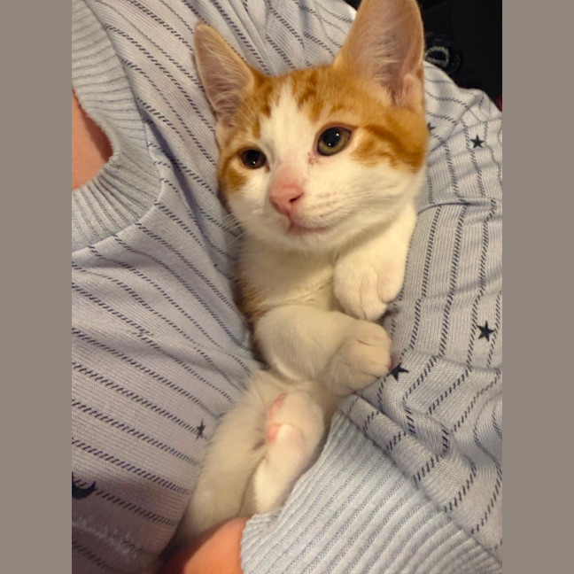 Photo of Rusty