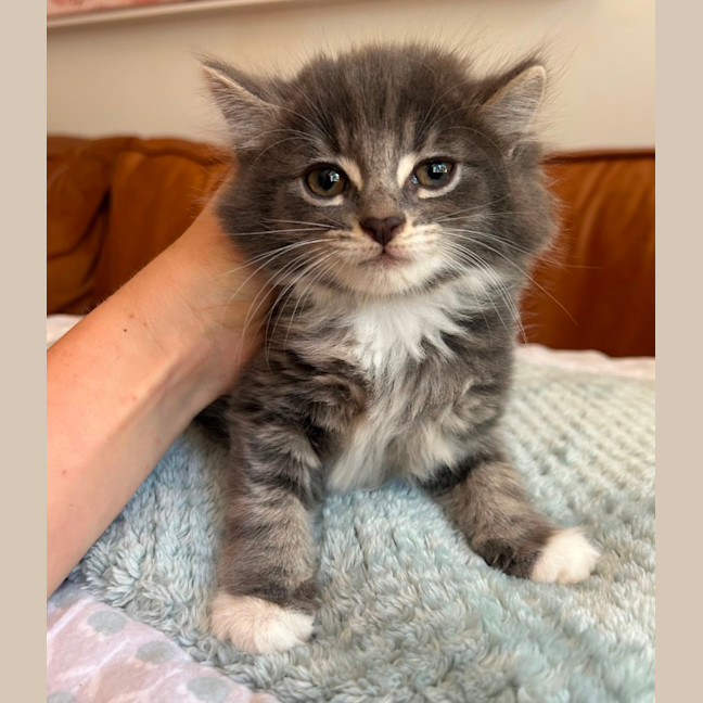 Photo of ❤️ Hamish & Hudson ❤️