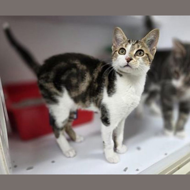 Photo of Lightning Mcqueen