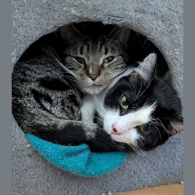 Photo of Oreo & Elisha 