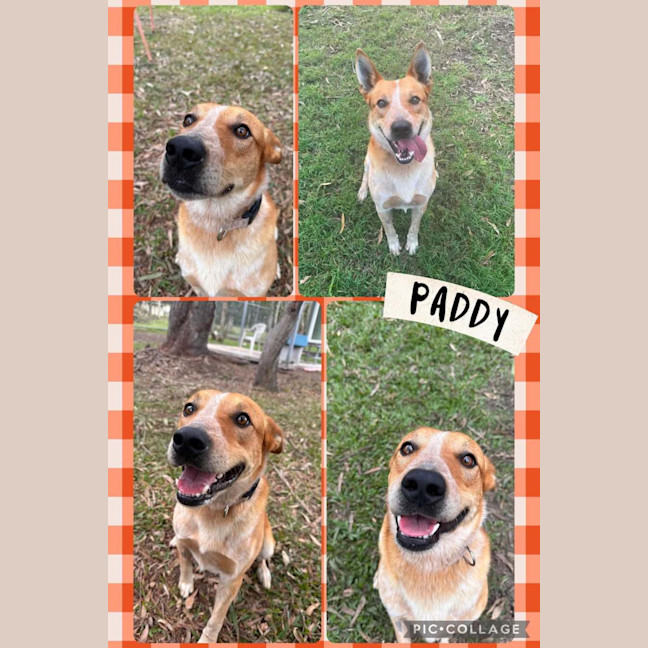 Photo of Paddy