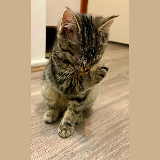 Photo of Artemis