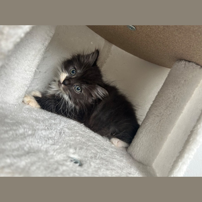 Photo of Arlo & Stella