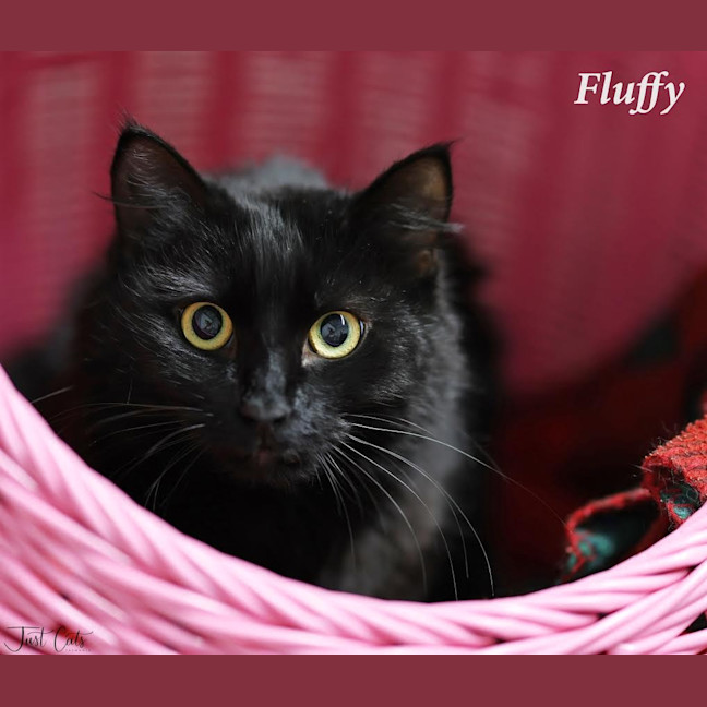 Photo of Fluffy