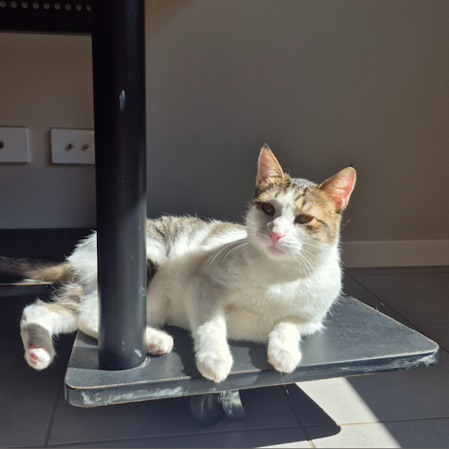 Photo of Leo