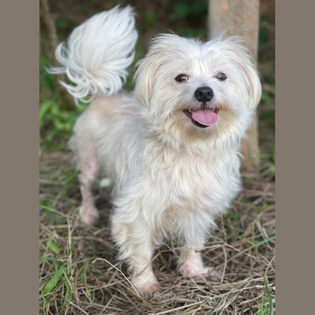 Photo of Marshmellow
