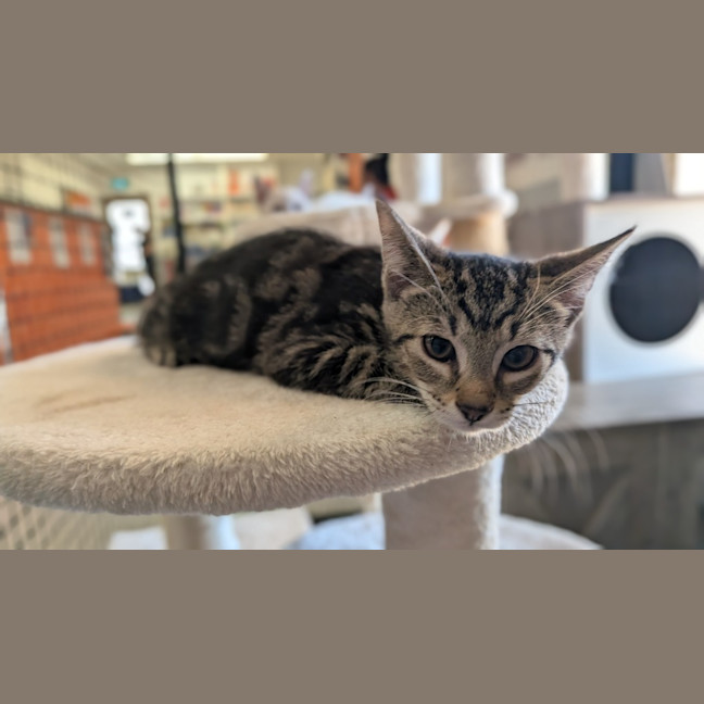 Photo of Fig